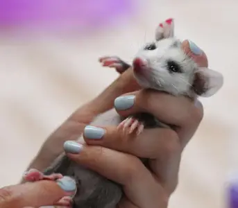 What's the dog got? It's baby animal season -- how to protect critters and stay sane