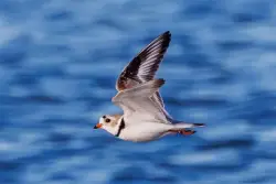 'How do they do it?': Endangered piping plovers return to the same spot in Waukegan for a second year
