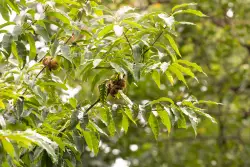 Chestnut tree giveaway in NYC aims to bring plant back from brink of extinction